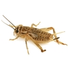 How To Get Rid Of Crickets