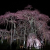 日本三大桜の三春滝桜（国指定天然記念物）～ライトアップされた姿を鑑賞してきました