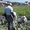 １月２７日（日）　農作業体験できます。