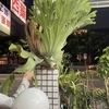 台湾で見た植物