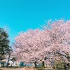 桜満開