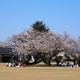 金沢市民芸術村の姉妹桜