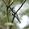 沖縄に鳥を見に行った日記（２０２４　１１１４－１７）その１０。