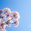 桜・2021③