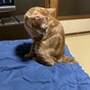 喋るネコ2号