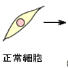 じじぃの「未解決ファイル_300_がん抑制遺伝子」
