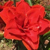 アマリリスの花たち