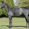 【ノルマンディー】2025年度募集馬評価㊺デスティニーソングの24