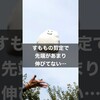 すももの剪定で先端があまり伸びていないなら？ #農業 #剪定 #すもも