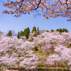 はらはらと散る桜：八尾城ヶ山公園