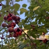 10月5日　秋めいてきた庭　家庭菜園の様子