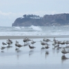 高萩海岸　カモメ