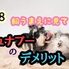 ＃18シュナプーのデメリット
