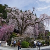 春を呼ぶ身延の枝垂れ桜へ　～境内の桜を堪能～