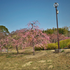 於大公園の梅２