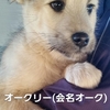 兄弟犬の交流