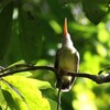 キミミクモカリドリ(Yellow-eared Spiderhunter)