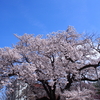 さくら三昧「弥生さくら公園」