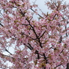 河津桜咲きました（示野中町編）