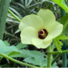 ヘルシエ、次の花に期待