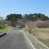 青島桜情報　2017-③　ソメイヨシノが開花しました！