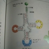 細胞の分子生物学（その３３）