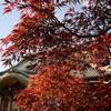 永明寺の紅葉（２）