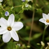 今日も見つけました、野草花