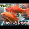 余生がペットであることが確定した小赤【金魚】