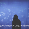 【新江ノ島水族館】えのすいをお得なチケットで楽しむ方法｜RICOH GR IVを持って初めて行ってきた