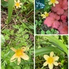 新たなお花買ってきました