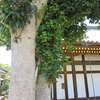 八幡市の古刹「正法寺」～お亀の方と同時代？の古椿