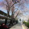 東口の桜