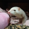 朝の爛ぼー