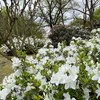 ロケハン&ウォーキング その1 ─ 2023.4.25 富山県中央植物園 ─