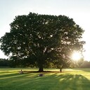 Bosque de eucaliptos