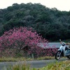 双龍桜の偵察に...