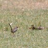 ルリオーストラリアムシクイ(Superb Fairy-wren)の♀
