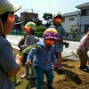 Sweet Potato Planting