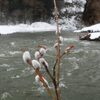 今日(1/20)は、大寒です