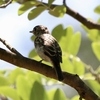 ウロコ模様〜キビタキ、サンショウクイの幼鳥