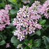 6月17日！ 今日もいろんな植物〜♪(*^_^*)