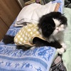 猫に服を着せる