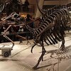 元祖日本竜がロシア産である理由とは？