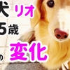 老犬15歳リオの変化7つ