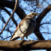 2/23(火) 練馬区界隈と光が丘の野鳥