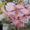 新所沢・愛宕神社の桜