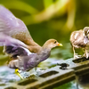 【親なし雛鳥と蛇と遭遇したバンの反応】野鳥の捕食。食べられる虫閲覧注意。カルガモ親子。巨大亀。分断迷子…見つからず…子ツバメが餌付けトンボを丸呑み。【カルガモ親子速報0717C】2022年7月17日