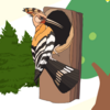  森の音楽家: キツツキの打楽器