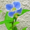 姫の覚醒－－山・野草の開花を見て思うこと